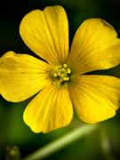 SANDMARC Macro Lens Edition - iPhone 12 Mini Review