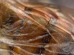 SANDMARC Microscope Lens Edition - iPhone 15 Pro Review