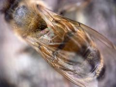 SANDMARC Microscope Lens Edition - iPhone 15 Pro Review