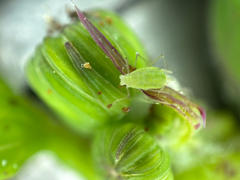 SANDMARC Microscope Lens Edition - iPhone 15 Pro Review