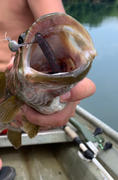 Arkie Lures DeD Head Review