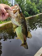 Arkie Lures Wacky Head Review