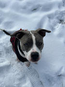 Penelope's Bloom CBD Dog Treats for Stress   Anxiety - Large Dogs - 600mg Review