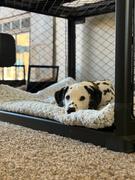 Diggs Pet Revol Dog Crate Review