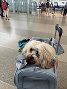 Diggs Pet Passenger Travel Carrier Review