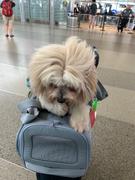 Diggs Pet Passenger Travel Carrier Review