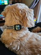 Tella and Stella ™ Duo collier et laisse pour chien Willy le grizzly Review