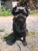 Tella and Stella ™ Laisse pour chien T-Rex Review