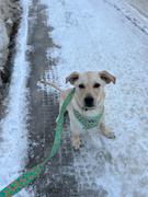 Tella and Stella ™ Harnais ajustable pour chien Violette Review