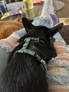 Tella and Stella ™ Harnais pour chat Nectar Review