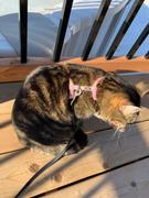 Tella and Stella ™ Harnais pour chat Pêche Review