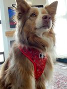 Tella and Stella ™ Harnais ajustable pour chien Pêche Review