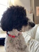 Tella and Stella ™ Collier pour chien Banane Review