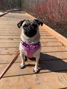 Tella and Stella ™ Harnais ajustable pour chien Banane Review