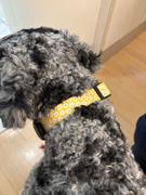 Tella and Stella ™ Collier pour chien Banane Review