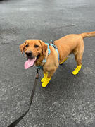 Tella and Stella ™ Harnais fixe pour chien Banane (VENTE FINALE) Review