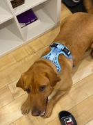 Tella and Stella ™ Harnais fixe pour chien Banane (VENTE FINALE) Review