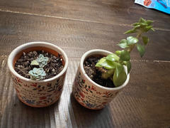 Natural Life Mini Artisan Planter - Mom Review