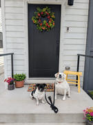 Natural Life Bungalow Doormat - Like Dogs Cream Review