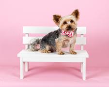 Newborn Studio Props Park Bench - White Review