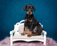 Newborn Studio Props Mini Sofa - Model 23 Review