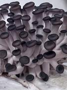 North Spore Organic Blue Oyster ‘Spray & Grow’ Mushroom Growing Kit Review