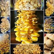 North Spore Organic Golden Oyster Mushroom Outdoor Log Growing Kit Review