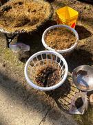 North Spore Organic Golden Oyster Mushroom Sawdust Spawn Review