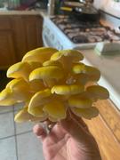 North Spore Organic Golden Oyster Mushroom Sawdust Spawn Review