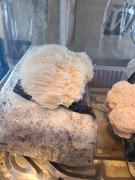 North Spore Organic Lion's Mane Mushroom Sawdust Spawn Review