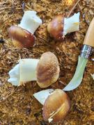 North Spore Organic Wine Cap Mushroom Sawdust Spawn Review