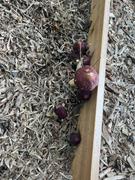North Spore Organic Wine Cap Mushroom Sawdust Spawn Review