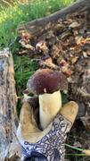 North Spore Organic Wine Cap Mushroom Sawdust Spawn Review