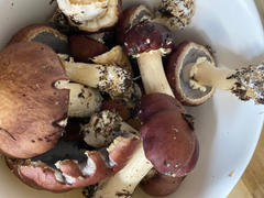 North Spore Organic Blue Oyster Mushroom Sawdust Spawn Review