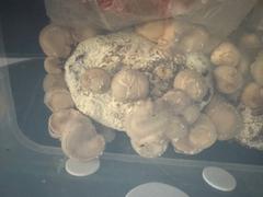 North Spore Organic Shiitake Mushroom Grow Kit Fruiting Block Review