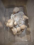 North Spore Organic Shiitake Mushroom Grow Kit Fruiting Block Review