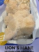 North Spore Organic Lion's Mane ‘Spray & Grow’ Mushroom Growing Kit Review