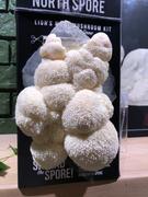 North Spore Organic Lion's Mane ‘Spray & Grow’ Mushroom Growing Kit Review