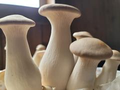 North Spore Organic King Trumpet Mushroom Grow Kit Fruiting Block Review