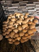 North Spore Organic Pioppino Mushroom Grow Kit Fruiting Block Review