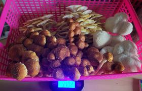 North Spore Organic Chestnut Mushroom Grow Kit Fruiting Block Review