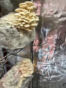North Spore Organic Snow Oyster Mushroom Grain Spawn Review