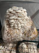 North Spore Organic Snow Oyster Mushroom Grain Spawn Review