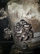 North Spore Organic Blue Oyster Mushroom Grain Spawn Review