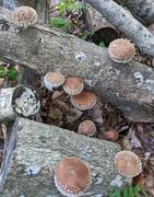 North Spore Organic Shiitake Mushroom Plug Spawn Review