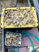 North Spore Organic Italian Oyster Mushroom Grain Spawn Review