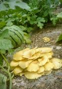North Spore Organic Golden Oyster Mushroom Plug Spawn Review