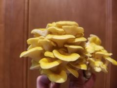 North Spore Organic Golden Oyster Mushroom Grain Spawn Review