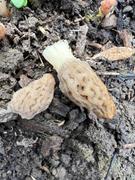 North Spore Organic Morel Mushroom Sawdust Spawn Review