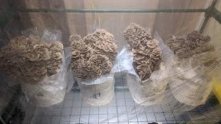 North Spore Organic Hen of the Woods (Maitake) Mushroom Grain Spawn Review